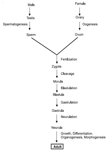 629_process of embryology.png